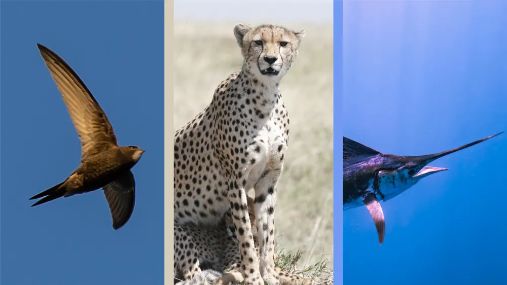 Fotografías de un vencejo, un guepardo y un pez espada.